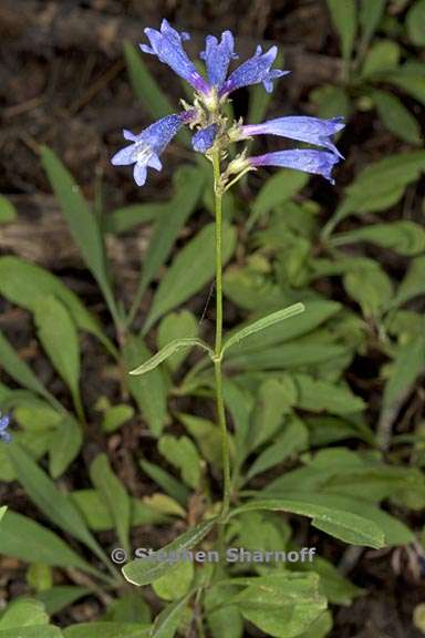 penstemon gracilentus 2 graphic